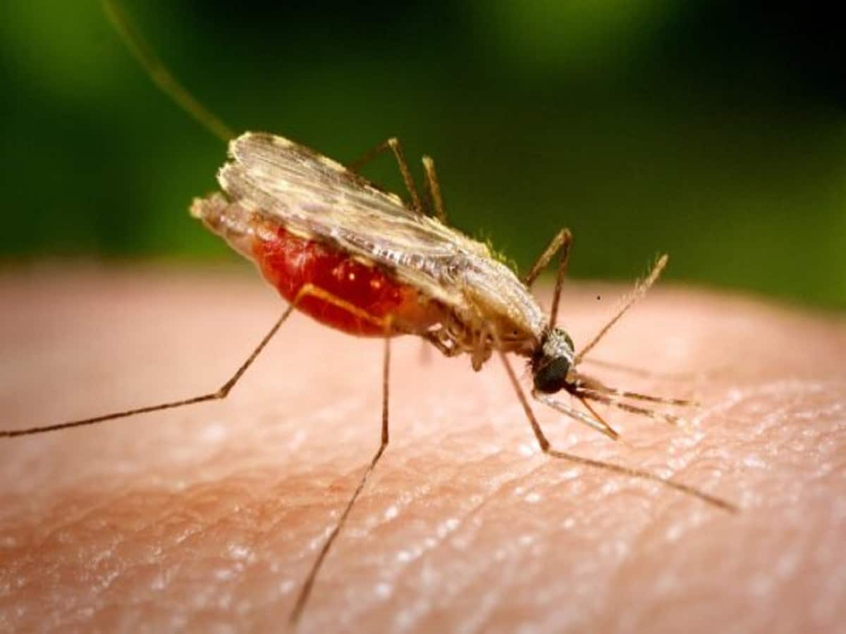Mosquito Borne Diseases In India: Community Spread Of Zika, Mumbai Grapples With Malaria, Dengue